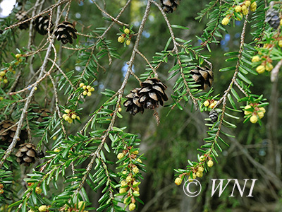 Eastern Hemlock (Tsuga canadensis)